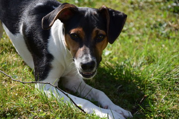 Portrait Jack Russell