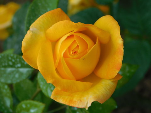 Beautiful yellow rose in the garden, also known as Rosa hemisphaerica in Latin