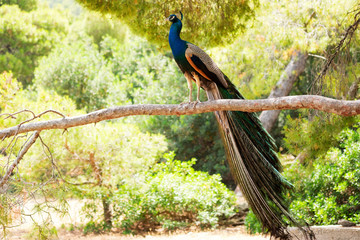 Peacock in reserve on Moni island, Aegina, Greece