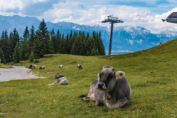 Naklejka premium Kühe, Alm, Seilbahn und Bergpanorama