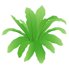 fern plant vector design