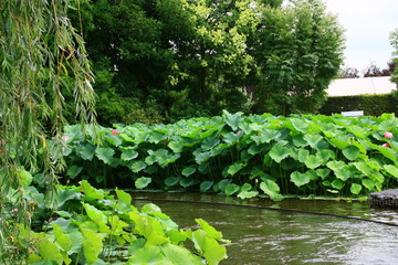 grands nénuphars,plantes aquatique