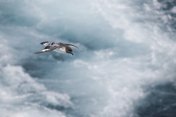 Antarctica birds flying against the ocean to catch some fish