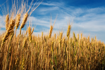 View of wheat ears and cloudy sky. Agricultural field