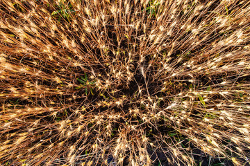Fototapeta premium Ripe wheat field from above, natural background and texture of agriculture