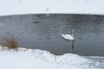 White swans swim in the wormwood on the lake.