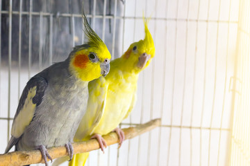 Yellow and black parrots corella