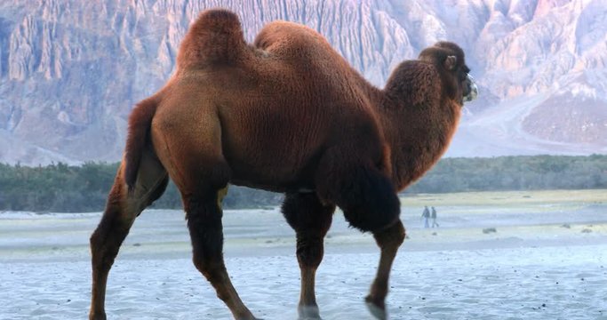 Large indian camel walks in Ladakh desert, Himalaya, north India