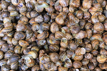 Snails in shells on market display. Close up picture.