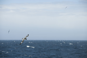 Antarctica birds flying against the ocean to catch some fish
