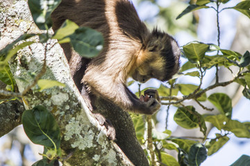 Naklejka premium wildlife