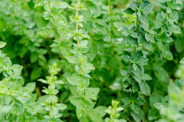 Fototapeta na wymiar Aromatic plant of oregano with green leaves