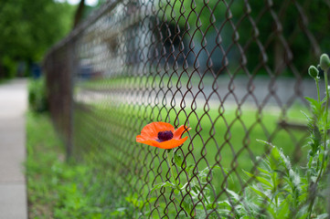 Flower Through the Fence