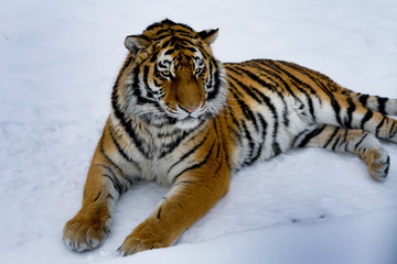 Beautiful wild cat lying on the snow and watching the prey. Wildlife.