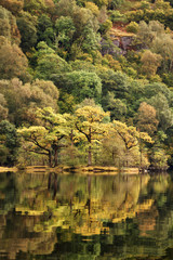 Trees on island reflecting on Loch Lomond Scotland