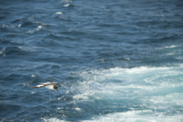 Fototapeta premium Antarctica birds flying against the ocean to catch some fish