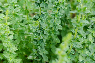 Aromatic plant of oregano, Its leaves, rich in essential oils, are dried to preserve the intense aroma that enriches meat, fish and vegetable dishes. high antibacterial and anti-inflammatory power.