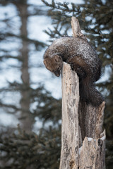 Fisher (Martes pennanti) Looks Down With Falling Snow
