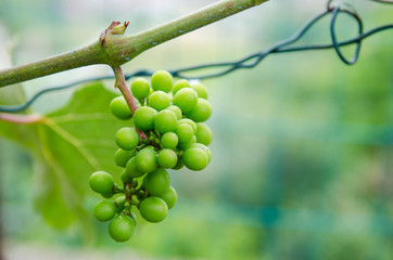 Cluster of green grapes! not yet matured. Clusters at the beginning of the summer season, time when they start to take their bright red color.