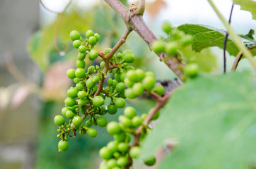 Cluster of green grapes! not yet matured. Clusters at the beginning of the summer season, time when they start to take their bright red color.
