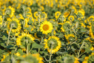 panorama in field of blooming sunflowers in sunny day