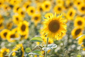 panorama in field of blooming sunflowers in sunny day