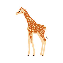 giraffe on white