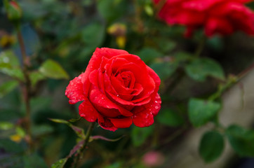 Red roses, petals with drops of dew. Intense red like the perfume.