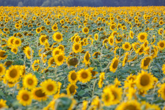 panorama in field of blooming sunflowers in sunny day
