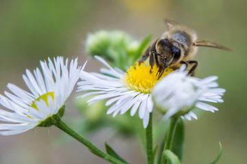 Obraz premium Ape Europea | Apis Mellifera