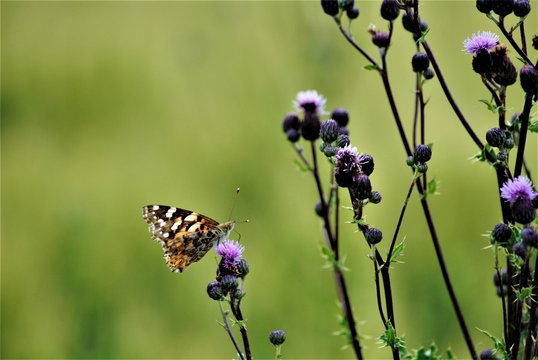 Distel mit Falter