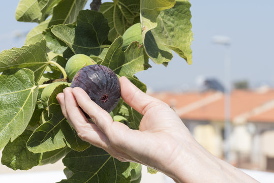 La mano de la persona recolecta higos negros maduros