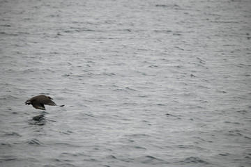Fototapeta premium A flying bird about to catch some fish in Antarctica