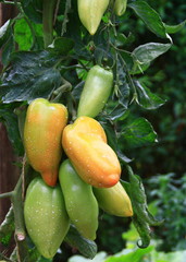 TOMATE ANDINE CORNUE DANS JARDIN
