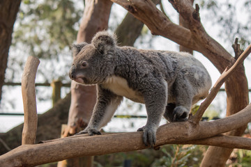 Koala Bear - Melbourne