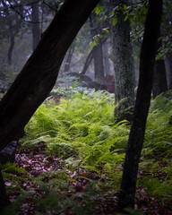 Obraz premium Forest Dreams