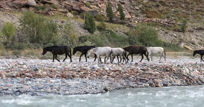 Horses in Himalaya Ladakh region of northern India walk along mountain river