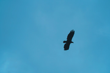 eagle