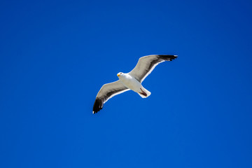 Seagull