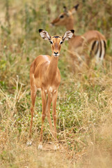 Naklejka na ściany i meble Young female impala, Aepyceros melampus