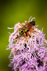 Great golden digger wasp on a liatris flower