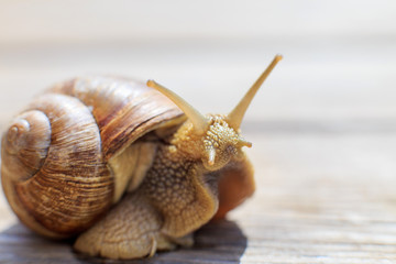 the snail crawls on a wooden background