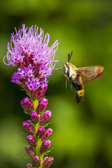 Hummingbird Clearwing Moth drinking nectar from a liatris flower