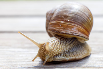 the snail crawls on a wooden background