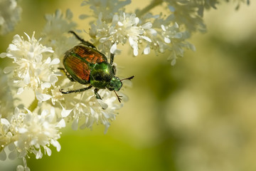 Japanese beetle on some white flowers