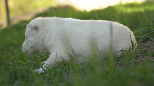 little husky puppy