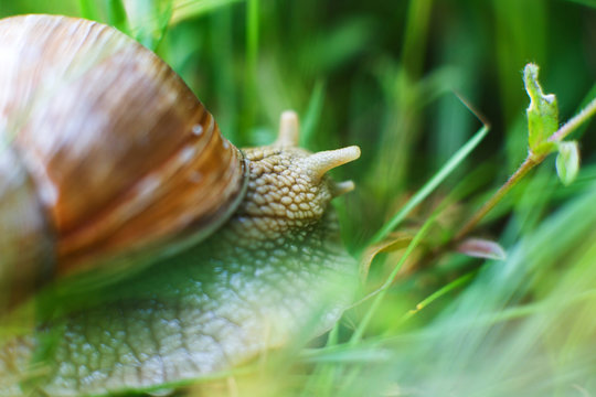 the snail crawls in the grass close