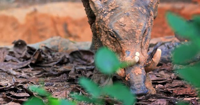 Deer-pig Babirusa in rainforest of Indonesia