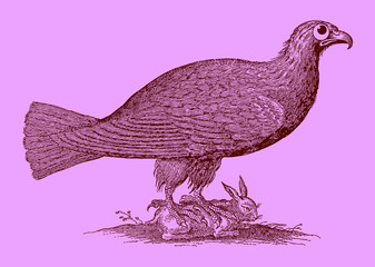 Cute predator: eagle sitting on a captured rabbit. Illustration after a historical woodcut engraving from the 17th century. Easy editable in layers