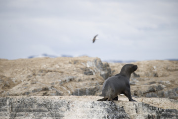 A seal on the rocks of Antarctica